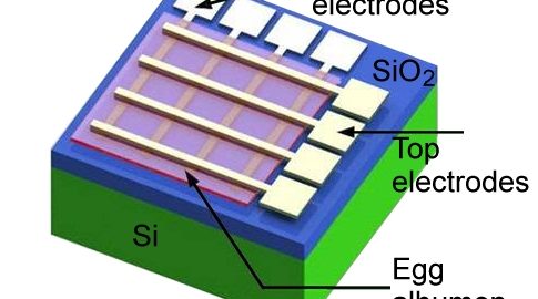 Egg Memristor recipe (serves one)