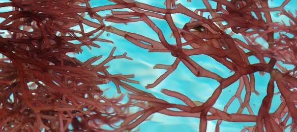 Carrageenan, a seaweed derivative, can stabilize lithium-sulfur batteries surprisingly